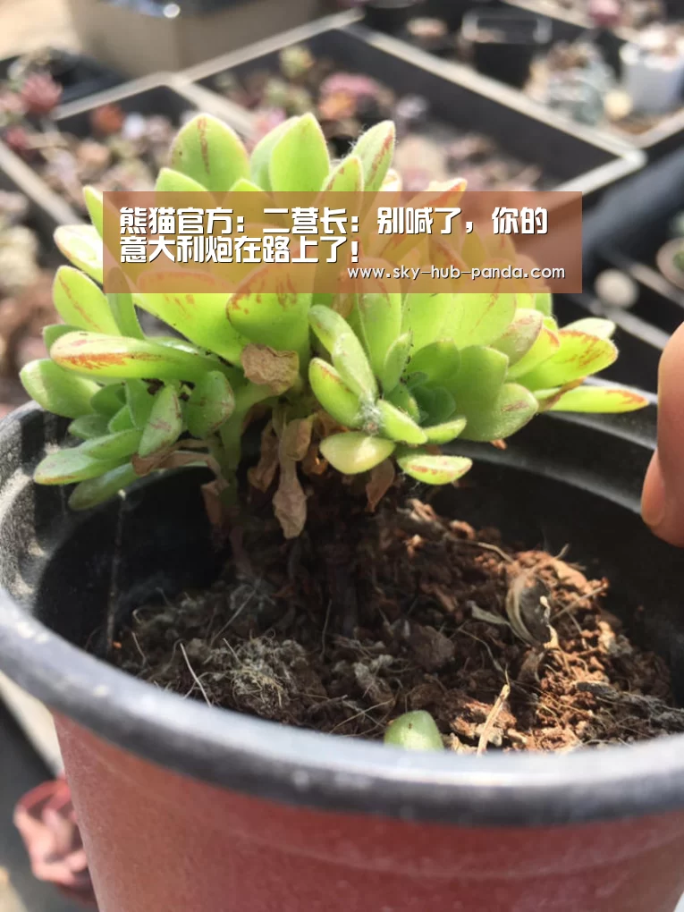 熊猫官方