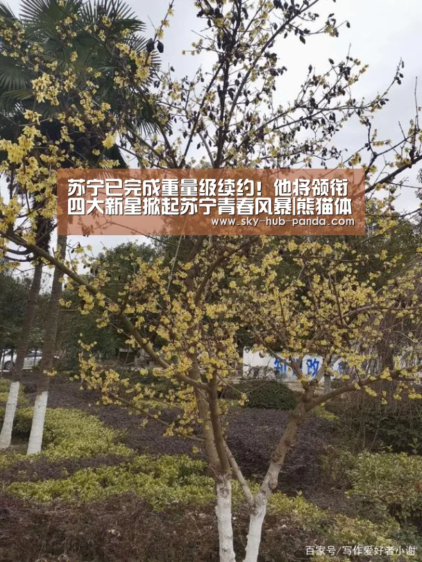 苏宁已完成重量级续约!他将领衔四大新星掀起苏宁青春风暴|熊猫体育(图2) 熊猫体育